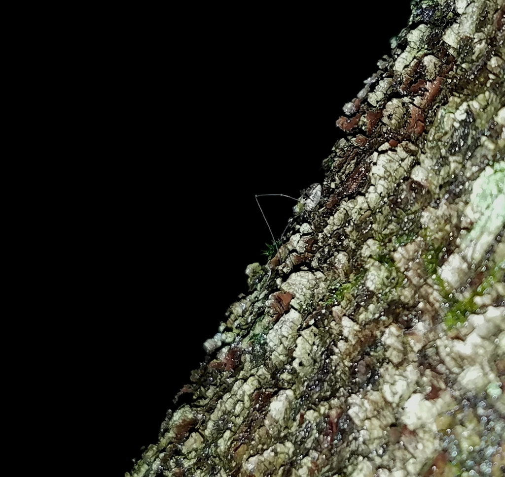 Caddo agilis
