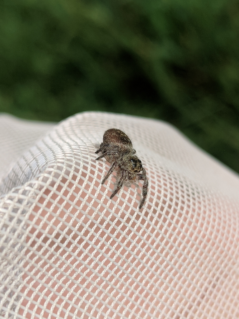 Grayish Jumping Spider from Village of Woodstock, Woodstock, VT 05091 ...
