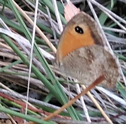 Gatekeeper or Hedge Brown