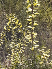 Acacia oxycedrus