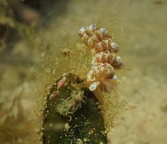 Baeolidia australis