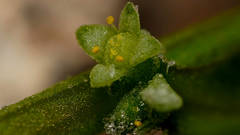 Tetragonia eremaea