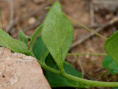 Tetragonia eremaea