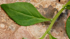Tetragonia eremaea