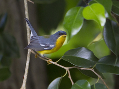 Setophaga pitiayumi