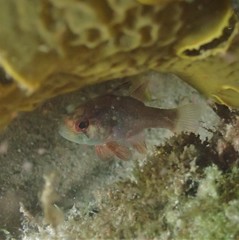 Vincentia novaehollandiae