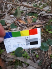 Cyrtostylis reniformis