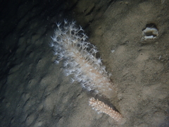 Veretillidae