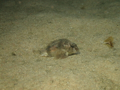 Centropogon