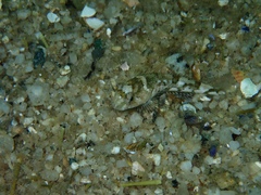 Myoxocephalus scorpius