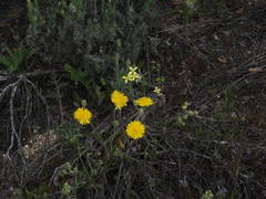 Crepis vesicaria taraxacifolia