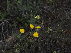 Crepis vesicaria taraxacifolia