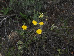 Crepis vesicaria taraxacifolia