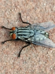 Sarcophagidae