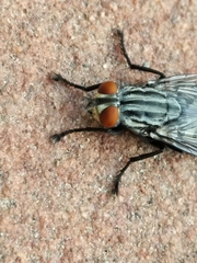 Sarcophagidae