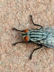 Sarcophagidae