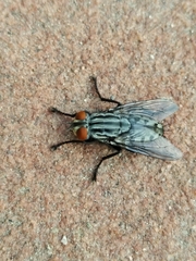 Sarcophagidae