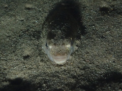 Tetractenos glaber