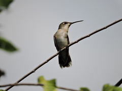 Archilochus colubris