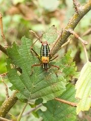 Barbitistes constrictus