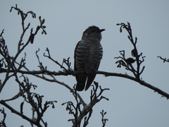 Chrysococcyx lucidus lucidus