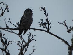 Chrysococcyx lucidus lucidus