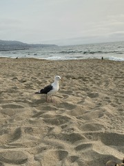 Larus occidentalis