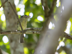 Tolmomyias sulphurescens