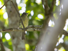 Tolmomyias sulphurescens