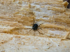 Paranemastoma quadripunctatum