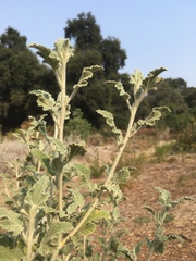 Malacothamnus arcuatus