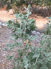 Malacothamnus arcuatus