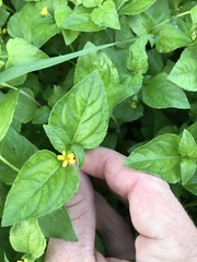 Calyptocarpus vialis