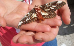 Citheronia splendens