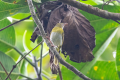 Hylophilus thoracicus