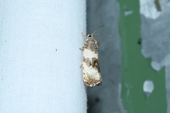 Pseudosciaphila duplex