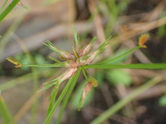 Cyperus dentatus