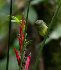 Lepidothrix coronata