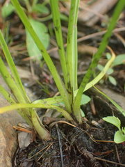Cyperus dentatus