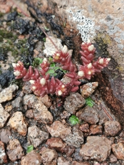 Sedum vinicolor
