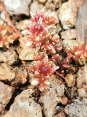 Sedum vinicolor