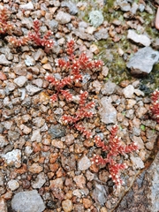 Sedum vinicolor