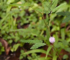 Mimosa pudica