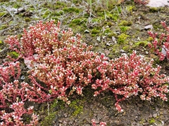 Sedum vinicolor