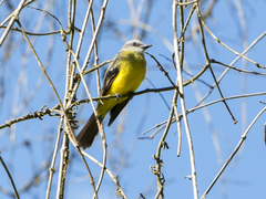 Tyrannus melancholicus