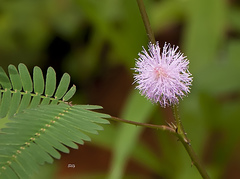 Mimosa pudica