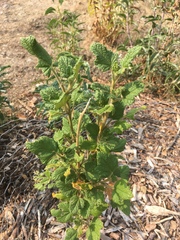 Malacothamnus involucratus