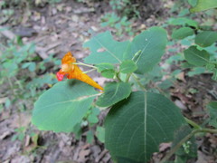 Impatiens capensis