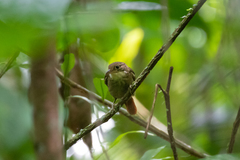 Automolus infuscatus