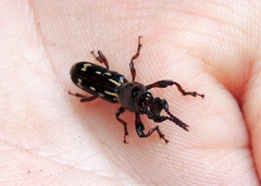 Arrhenodes minutus